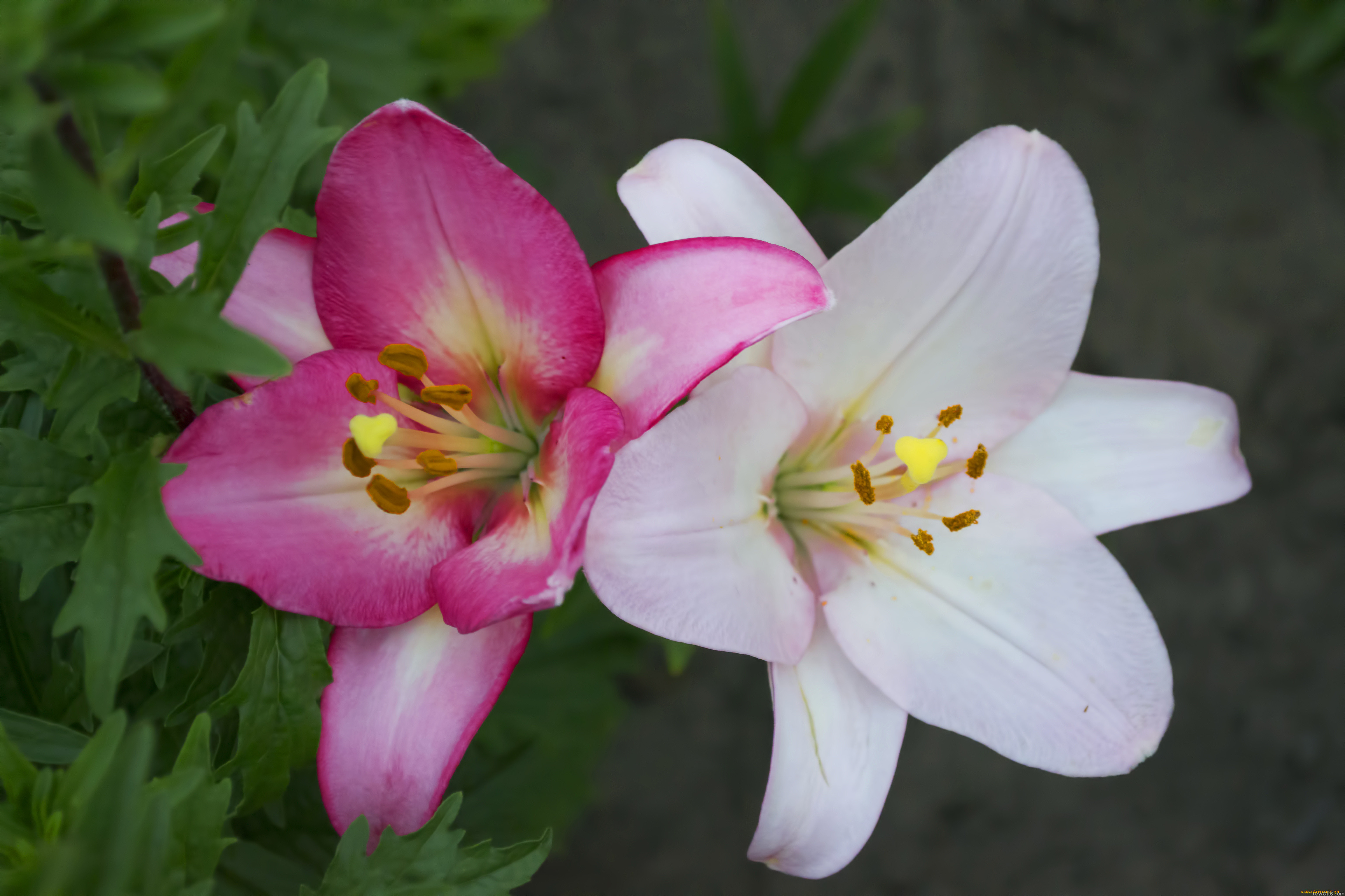 Лилия крупноцветковая бело- розовая